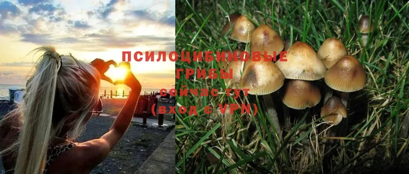 продажа наркотиков  Заречный  Галлюциногенные грибы Magic Shrooms 